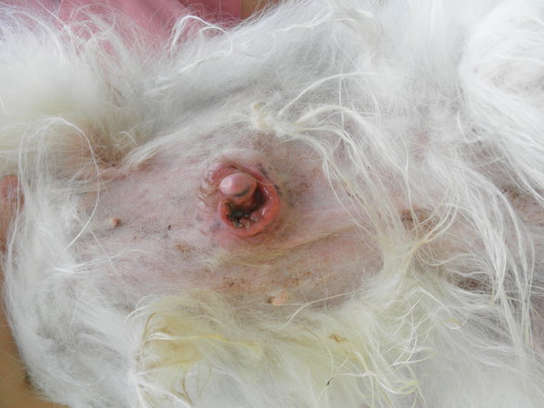 犬の乳腺腫瘍